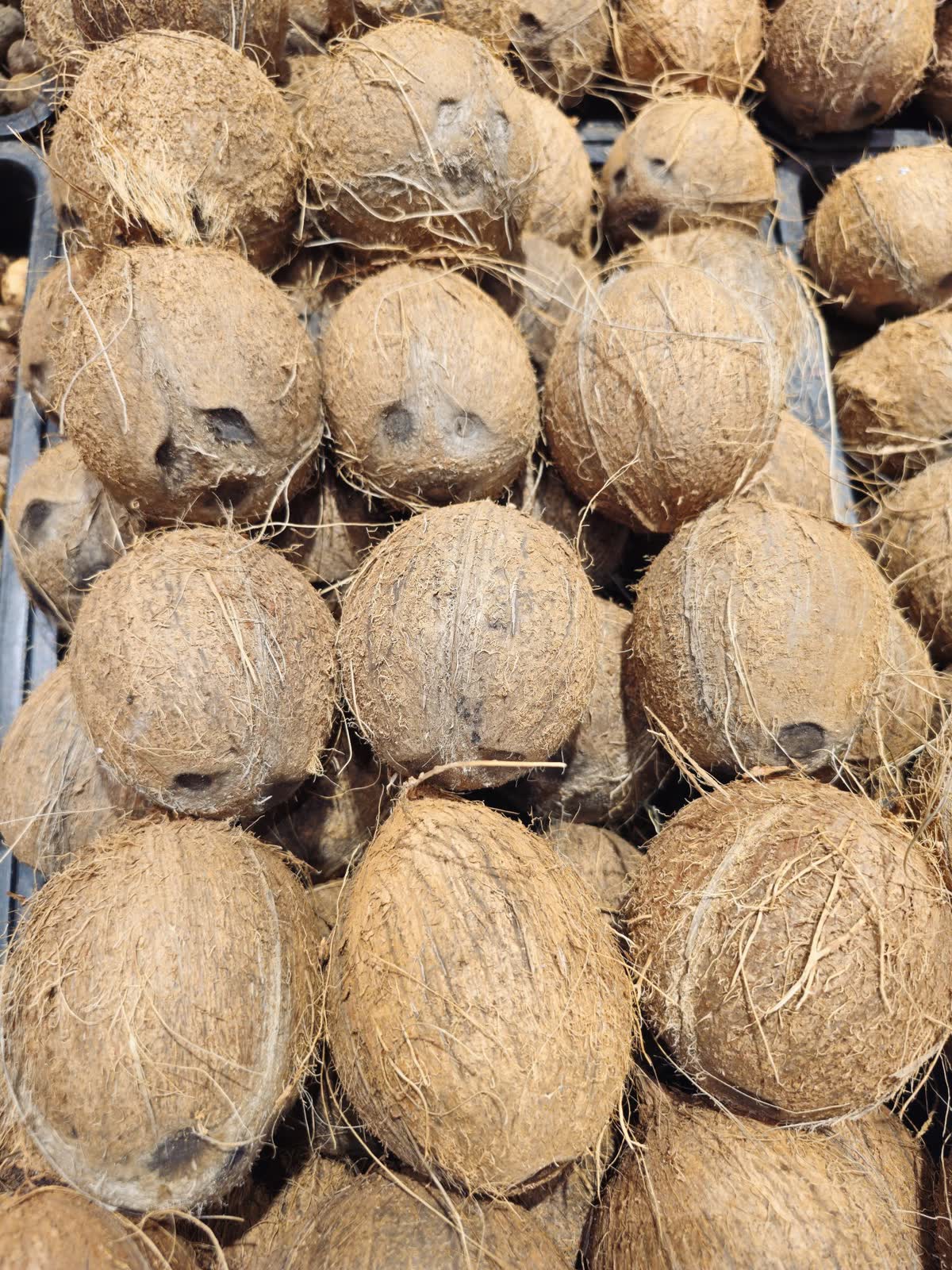 Dehusked mature coconuts with brown fibre