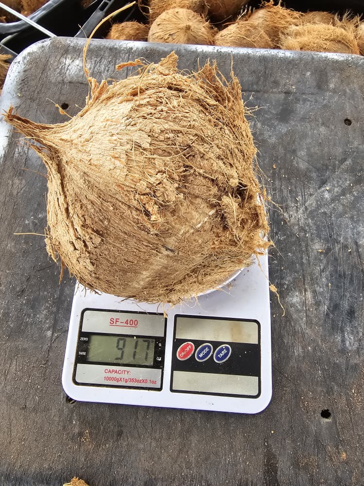 A dehusked mature coconut on a kitchen scale reading 917 grams