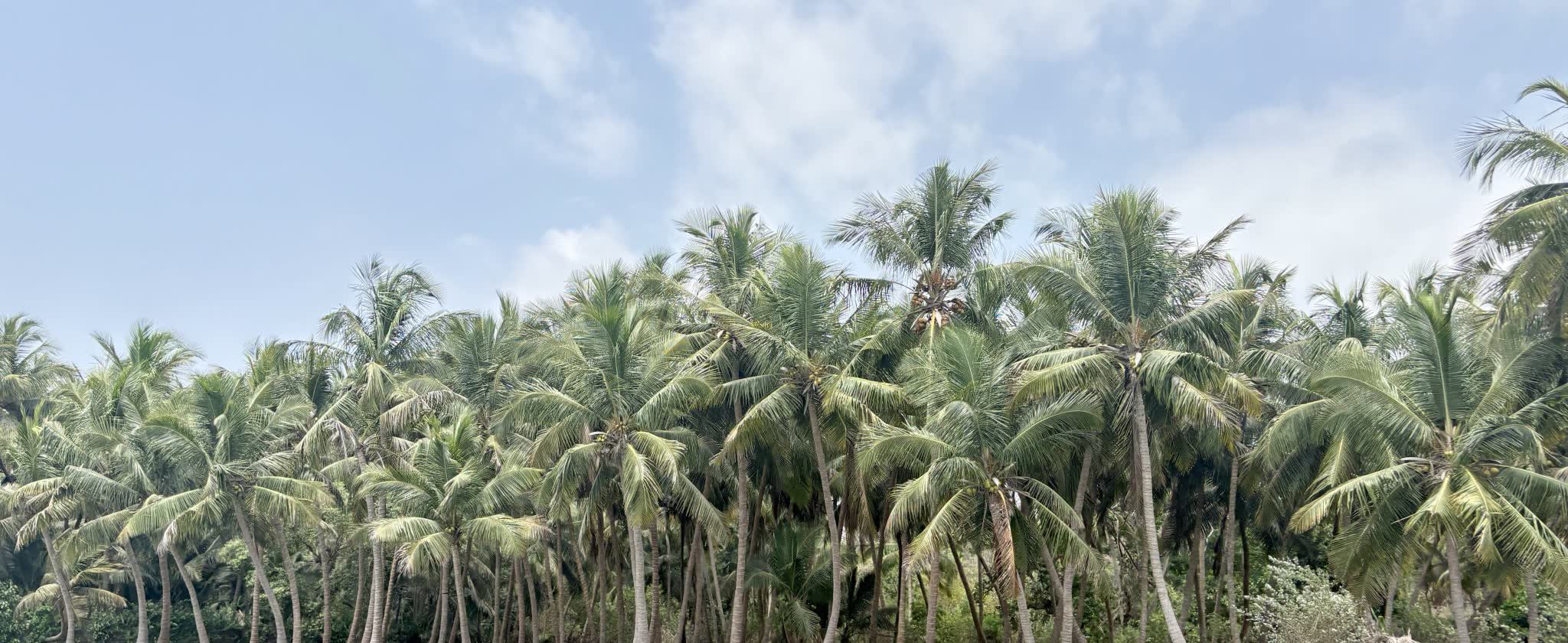 Rows of coconut palms carrying clusters of nuts