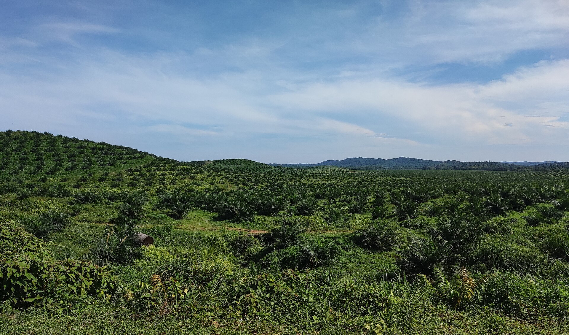 Oil palm plantation in Mersing District, Johor, Malaysia